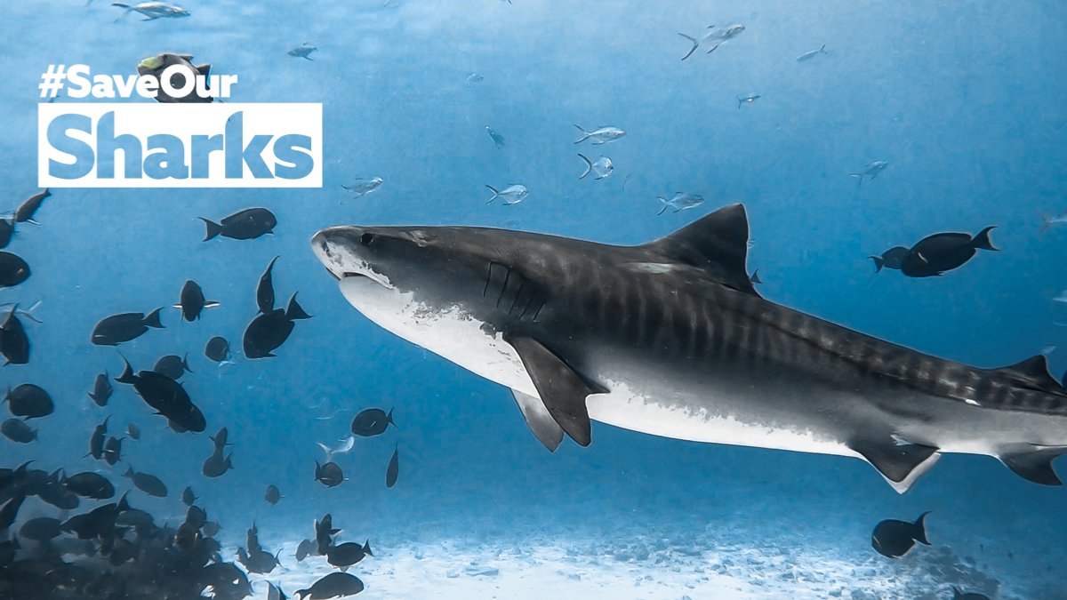 Sharkproject Writes to the President Expressing Concern Over the Discourse Regarding the Removal of Shark Protection