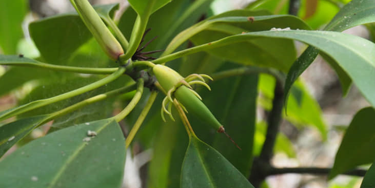 Plant found in Kelaa named as "Kelavaki"