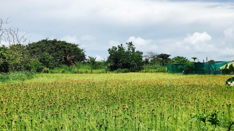 Opportunity to register farming land plots in Ha. Kelaa