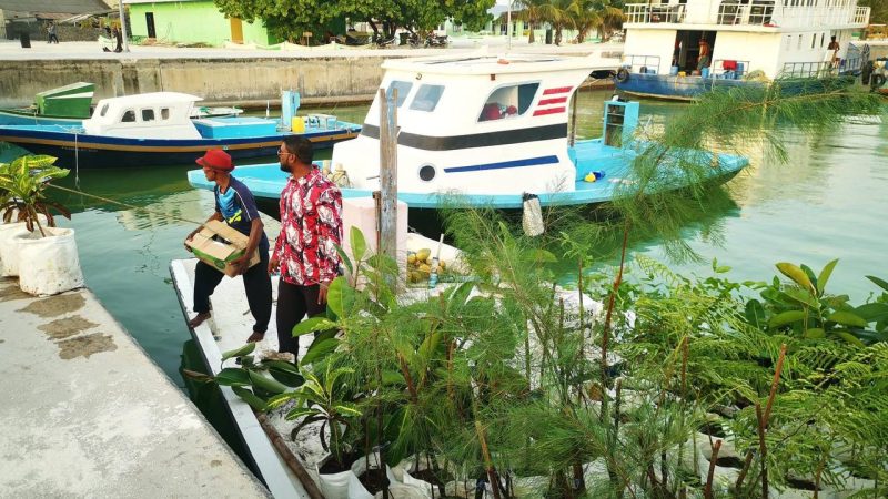 Plants donated to Ha. Ihavandhoo from Ha. Maafahi