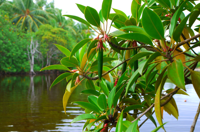 All About Mangroves!