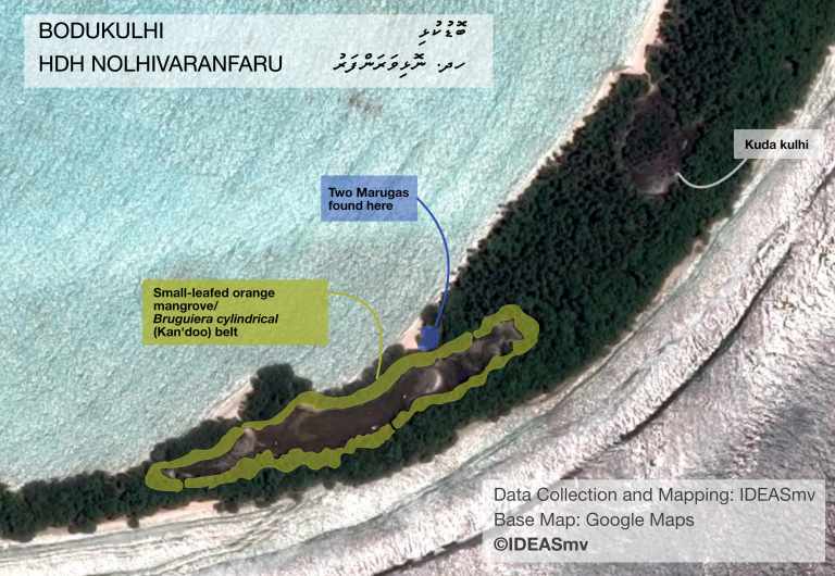 HDH Nolhivaranfaru Bodu kulhi: State if Mangrove Series