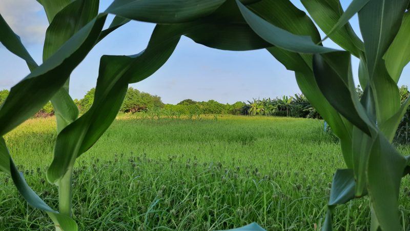Land plots to be provided for Agricultural Purpose in HDh. Vaikaradhoo
