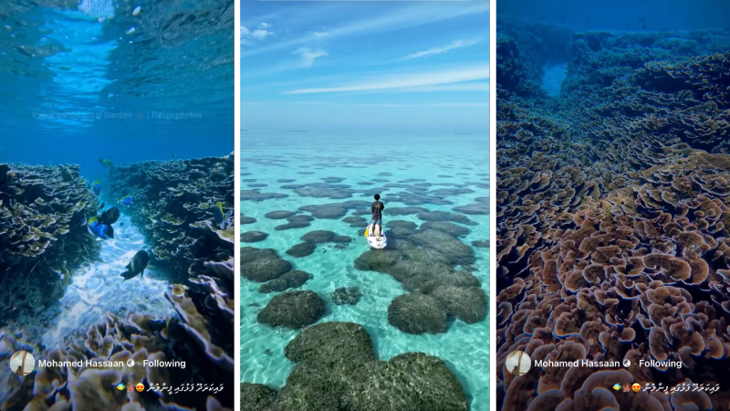 Stunning Vaikaradhoo Coral Garden Goes Viral as Youth Spotlight Hidden Marine Wonder