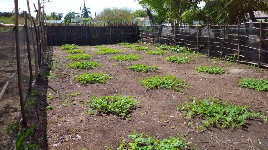 Farmers of Funadhoo showing the prime example of being really good at their job - Council