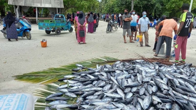Adman and Fari Reethi shop donated 1.2 tons of Tuna to HDh. Nolhivaram
