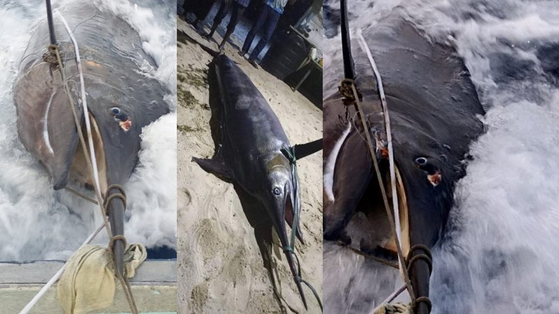 Sh. Funadhoo Fisherman caught a 308Kg Fish