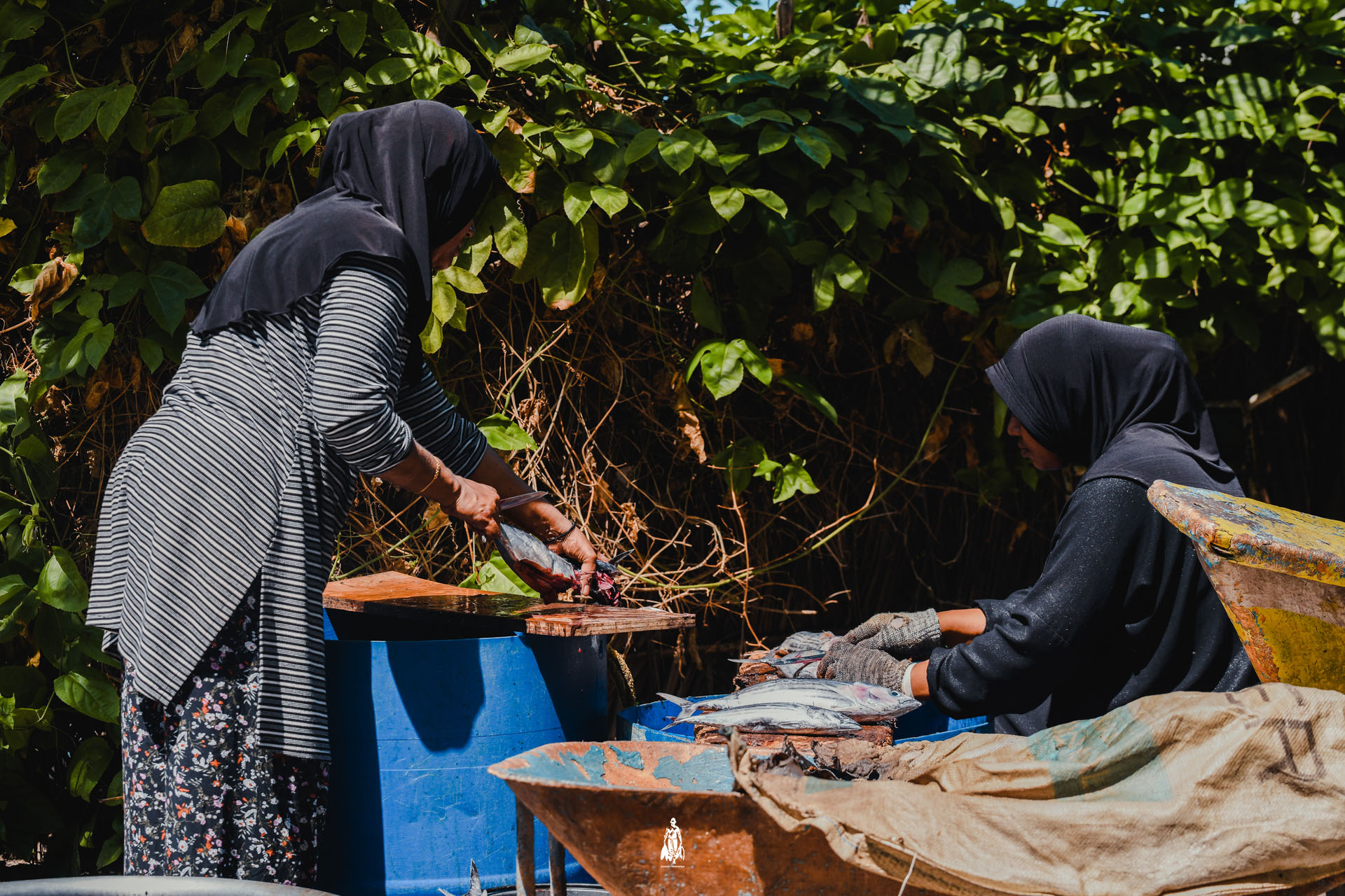 Ihavandhoo Opens Applications for Long-Term Land Leases for Fish Processing and Fisheries Activities