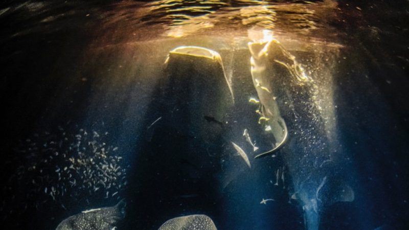 A photo of Maldives selected as underwater photograph of the year