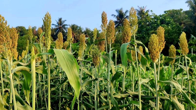 Opportunity opened to participate in Food Exhibition to be held in HDh. Hanimaadhoo to mark Farmers Day and World Food Day