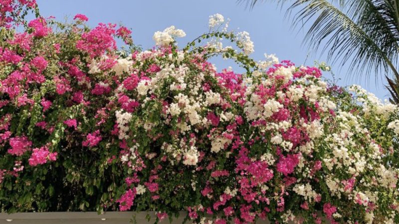Ha. Hoarafushi Council to launch a program to make island greener