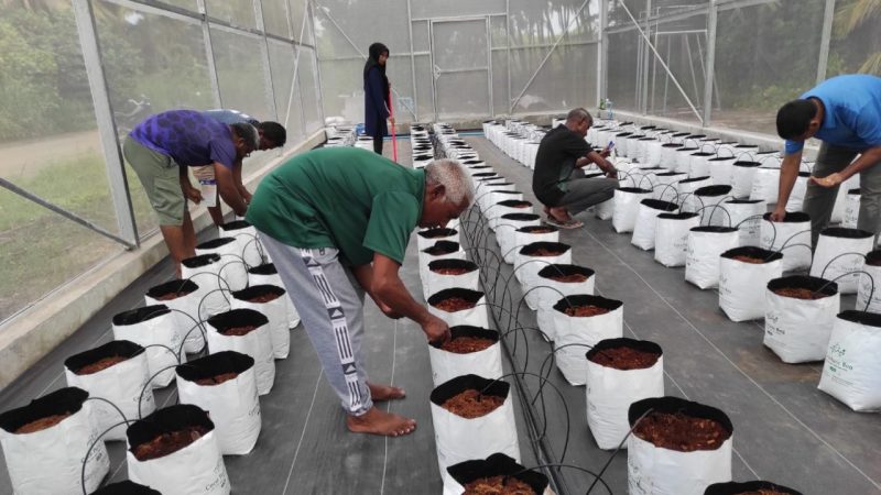 A special program on how to grow plants in greenhouses ongoing at Sh. Narudhoo