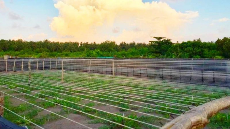 An Agricultural exhibition to be held in BoduThiladhunmathi