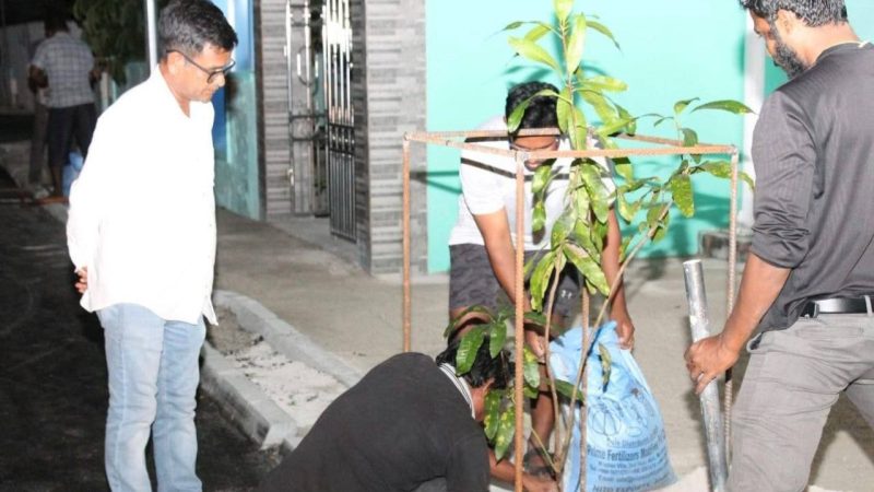 Ha. Hoarafushi Council held an event to plant Mango trees on the streets of the island