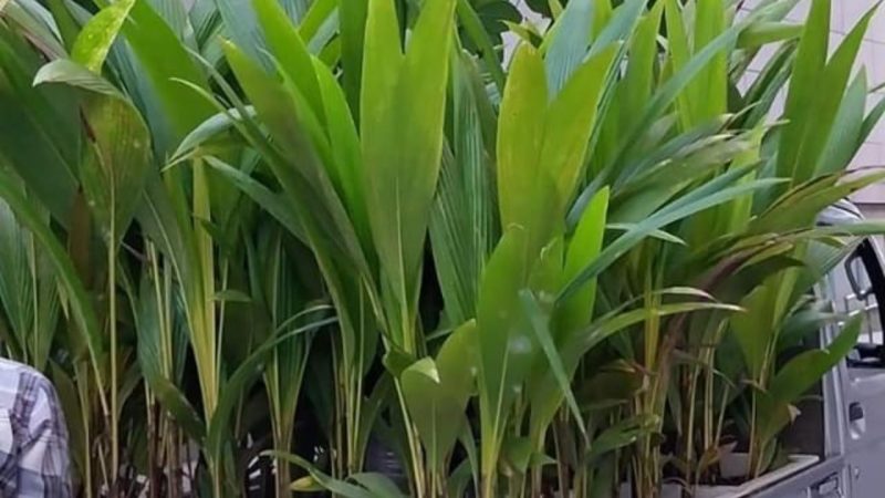State Minister Thoriq donated 100 coconut tree saplings to the Ha. Utheemu
