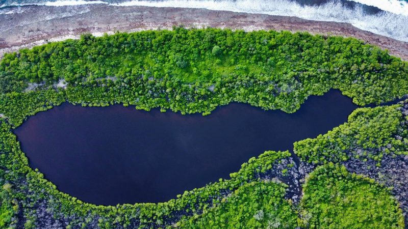 Prohibited to cut mangrove plants  from Nolhivaram Mangrove