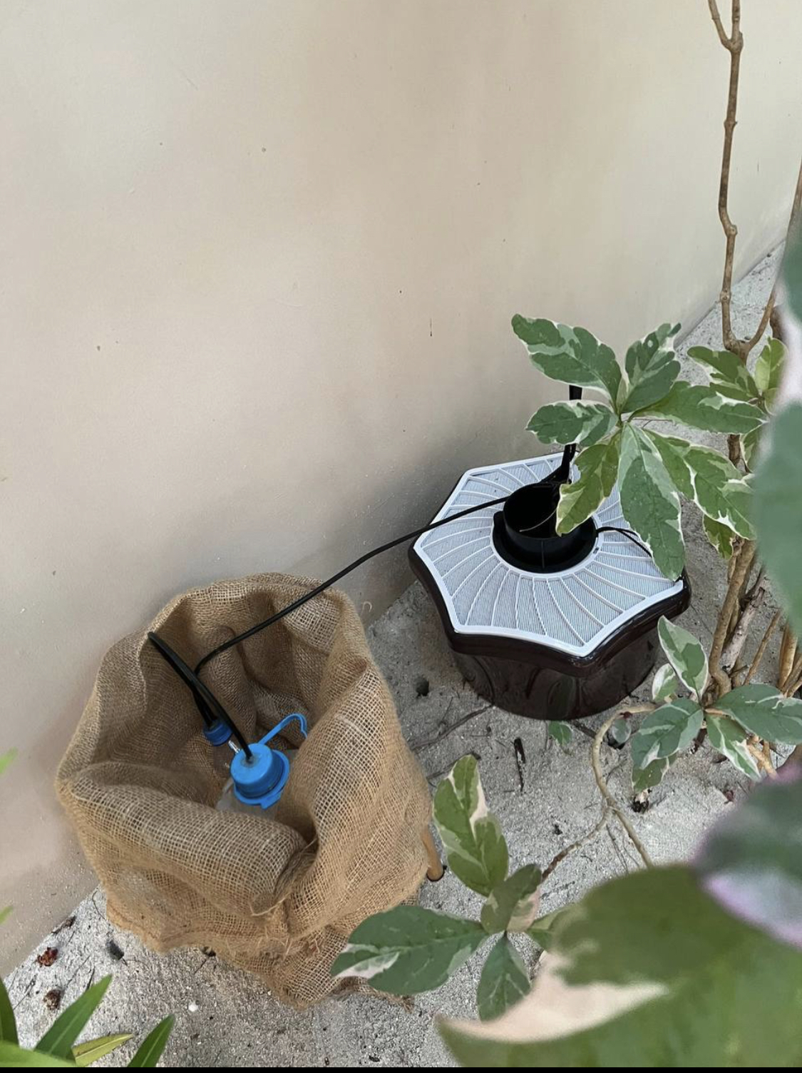 Summer Island Maldives Implemented an Eco-Friendly Mosquito Eradication Plan