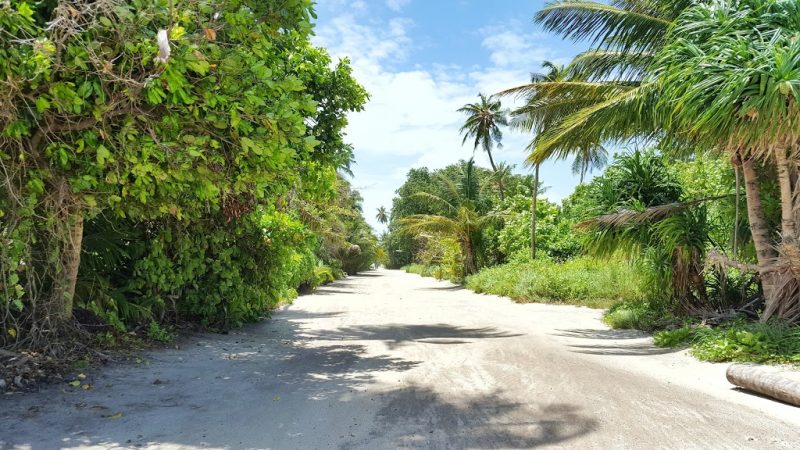 Planting trees prohibited in coastal forests and roads without a permit: Nolhivaranfaru Council