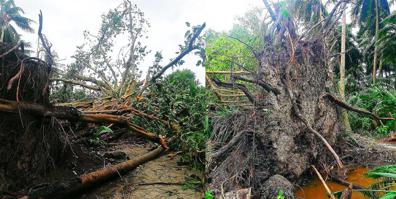 Narudhoo Lost it’s 50 Year Old Historical Tree