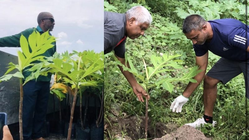 Breadfruit trees planted in Hanimaadhoo under the Five Million Trees Programme