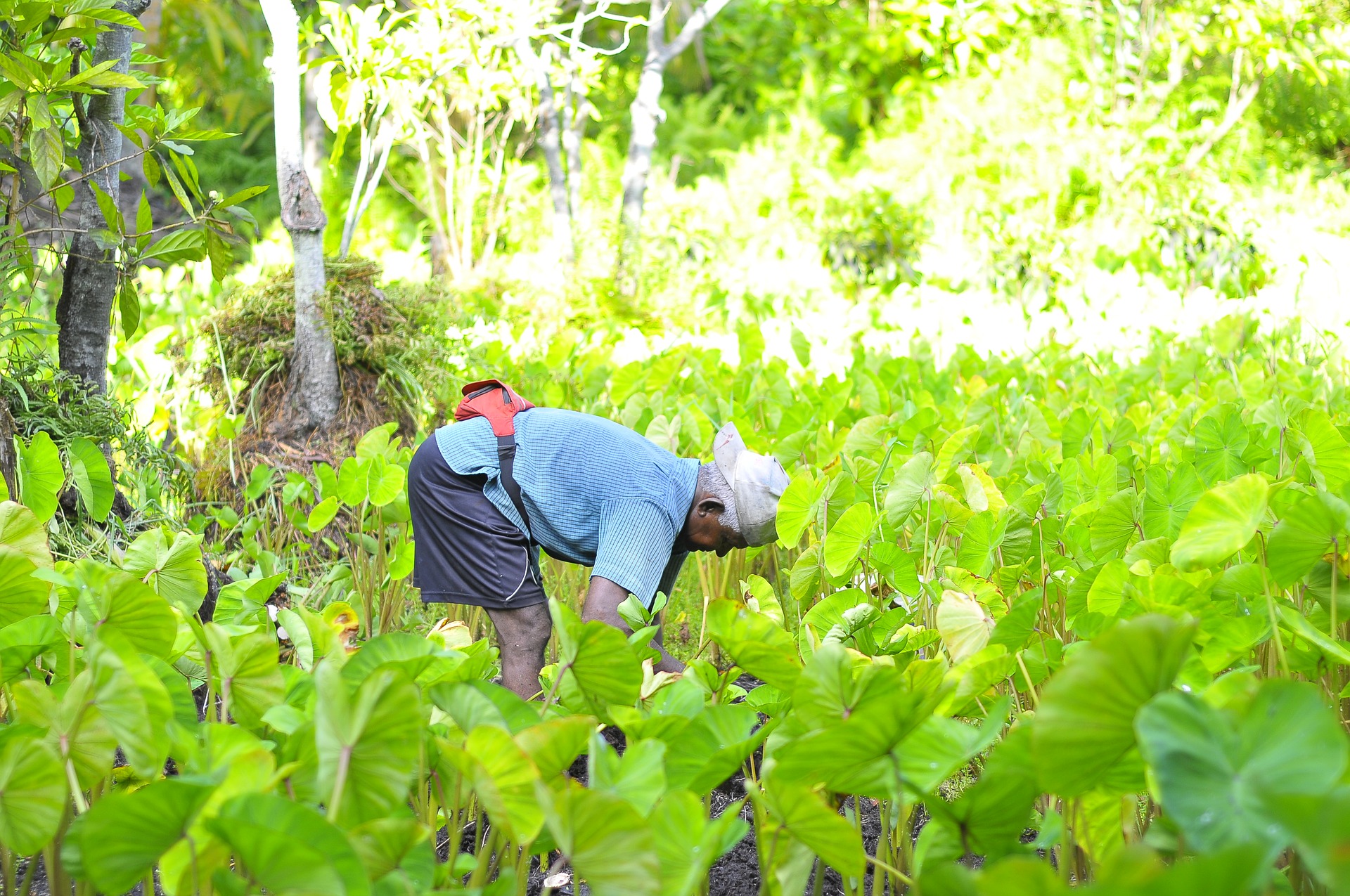 1427 Loans Disbursed by SDFC Following Covid Crisis
