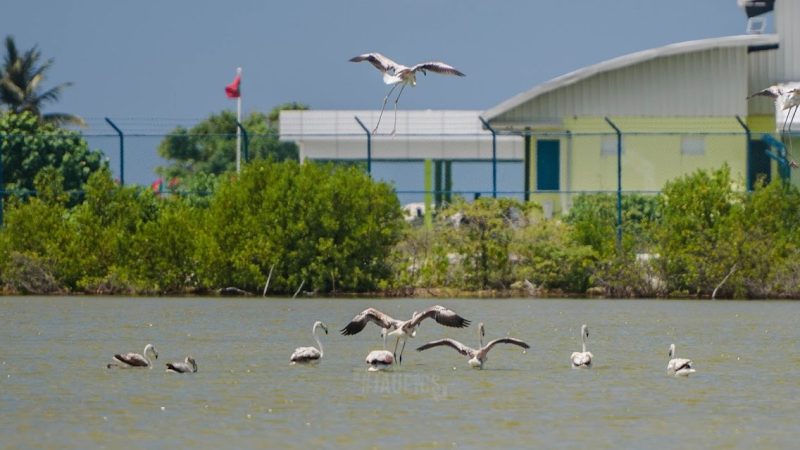 Flamingo flocks spotted across Thiladhunmathi. If harmed or catches action will be taken