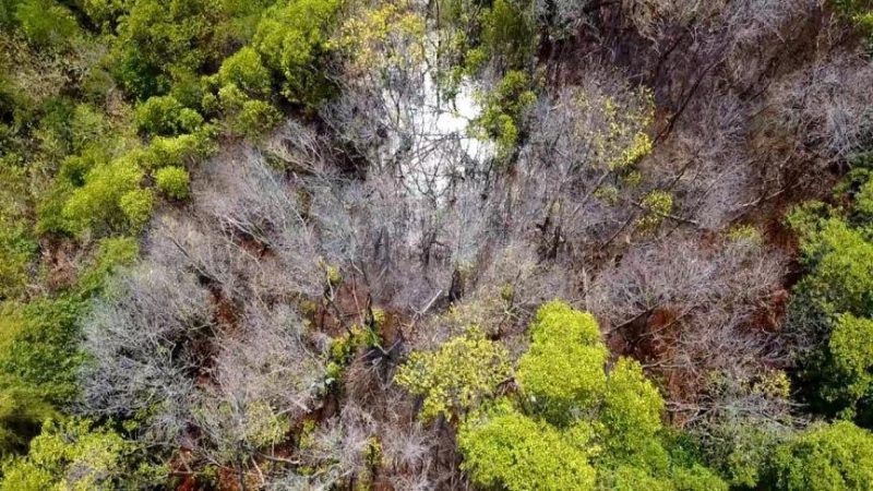Kelaa Mangrove is on the verge of extinction