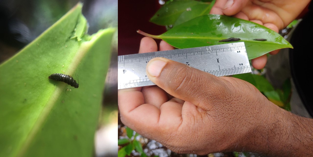 EPA and Agricultural Ministry Sum Up their Field Assessment in Neykurendhoo Mangrove Forest