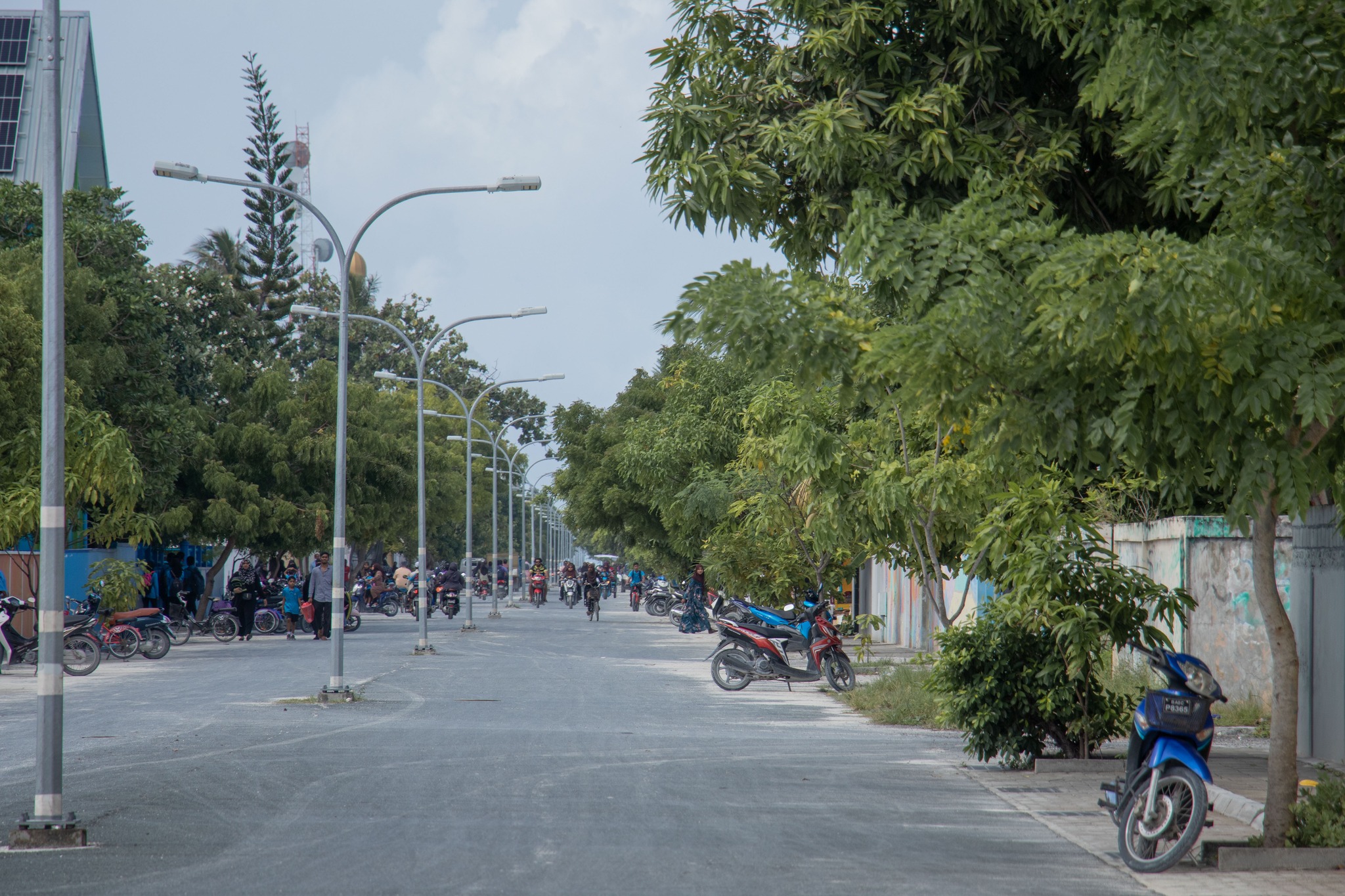 Kulhudhuffushi City Council to relocate trees planted on both sides of Ameenee Magu