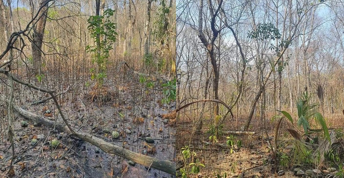 Keylakunu’s Kandoofaa is dying