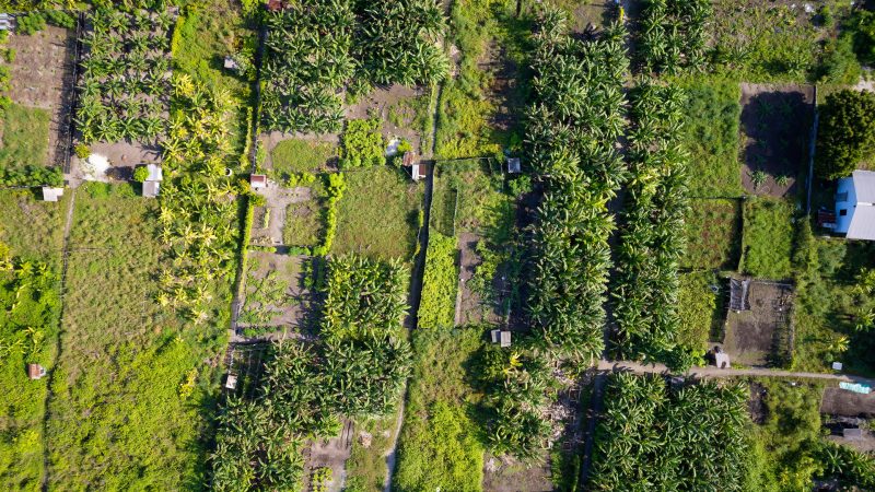 Program on how to grow plants in greenhouses to be held in HDh. Vaikaradhoo
