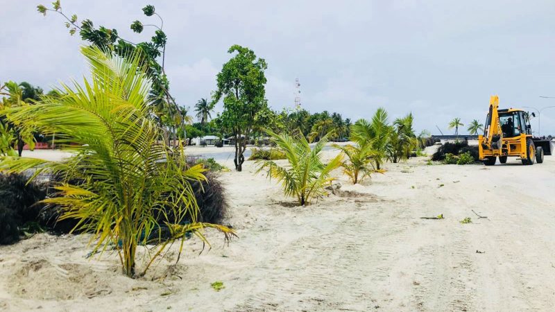 HDh. Hanimaadhoo Council planting trees in the Harbour areas and Driving Track area