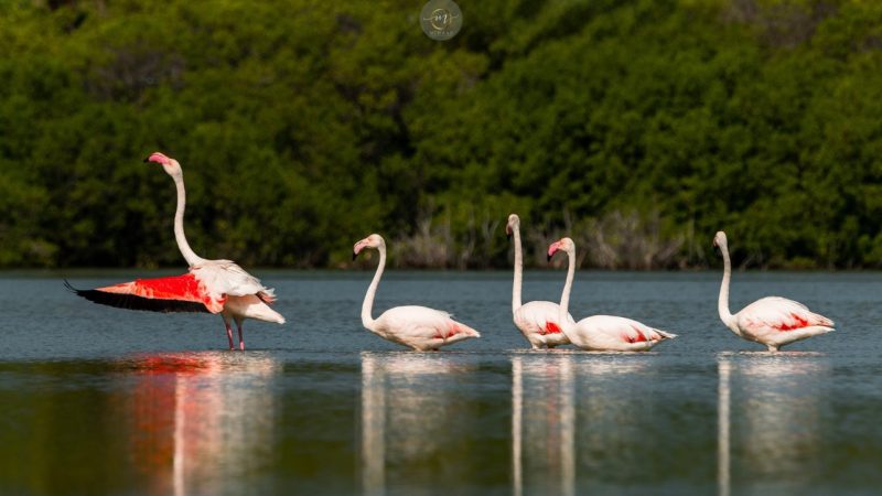 Kulhudhuffushi City Council urged people not to harm or disturb migratory Flamingos