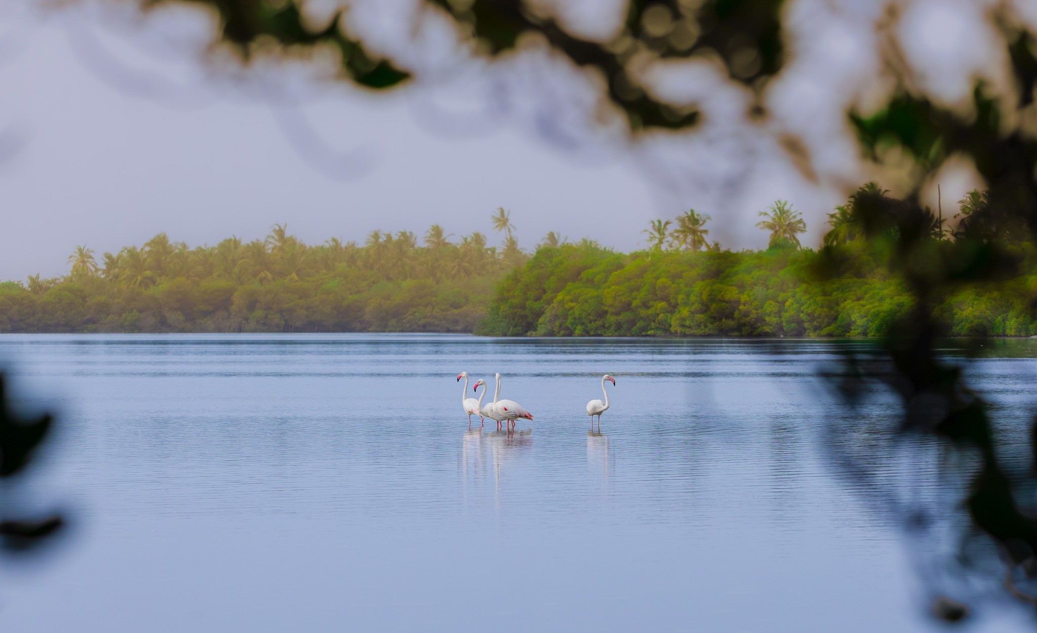 Bidding opened to find a party to develop and operate a tourist hotel in Funadhoo