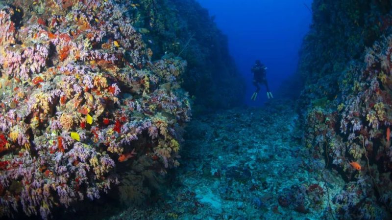 Zuhan's Videos: leading divers' interest on Thiladhunmathi Dive sites