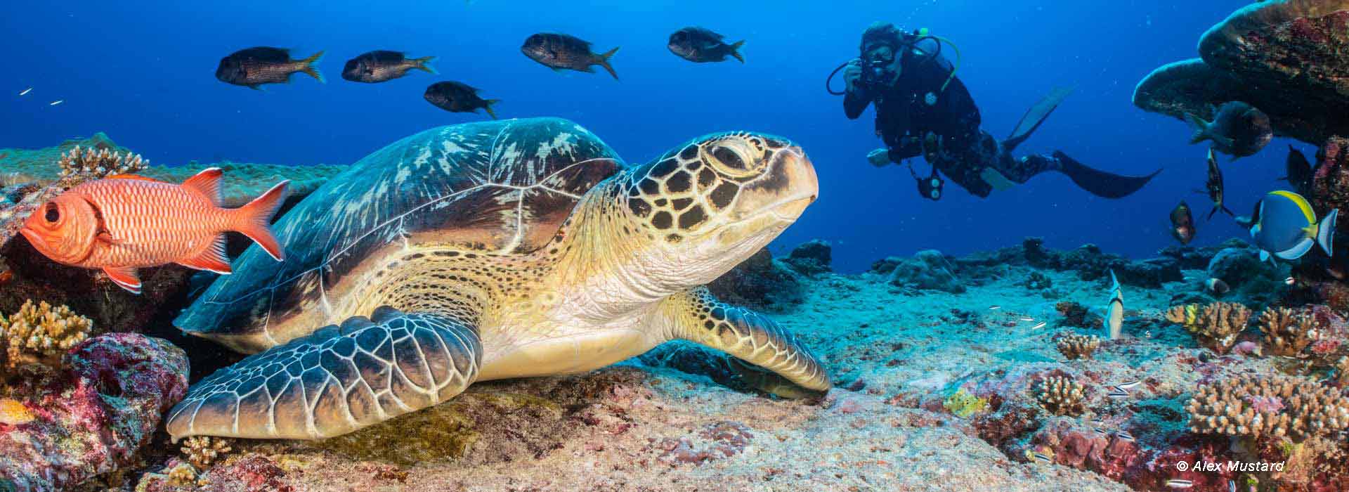 IDEAS Collaborates with the Olive Ridley Project to Conduct Sea Turtle Research