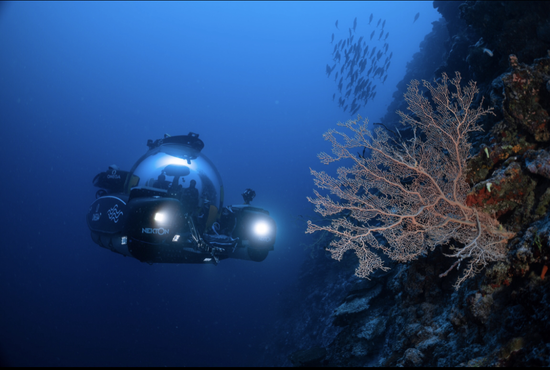 Nekton Maldives Mission discovered new ecosystem "The Trapping Zone," a 500-meter-deep oasis of marine life in Maldives