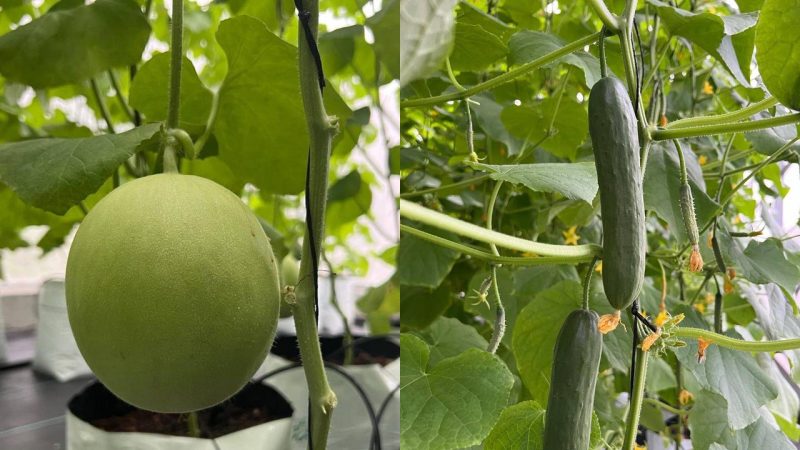 Profiting started from the harvest of the ongoing program at Sh. Narudhoo on how to grow plants in greenhouses