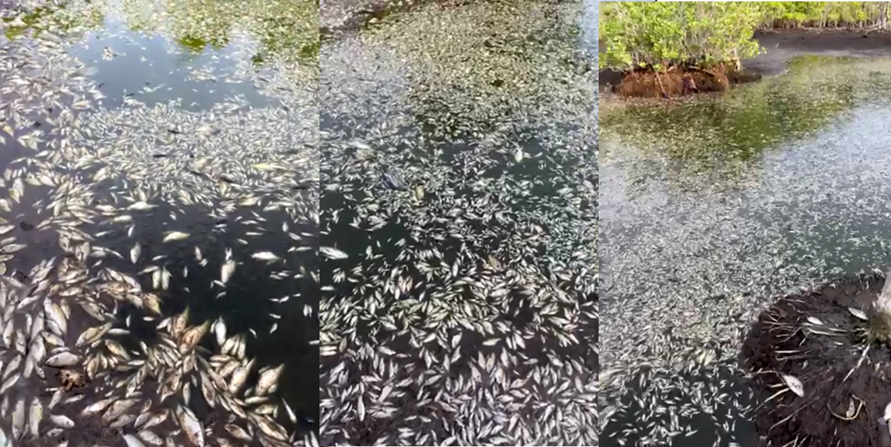 Fishes are Dying Mysteriously at Ha.Kelaa's Mangrove