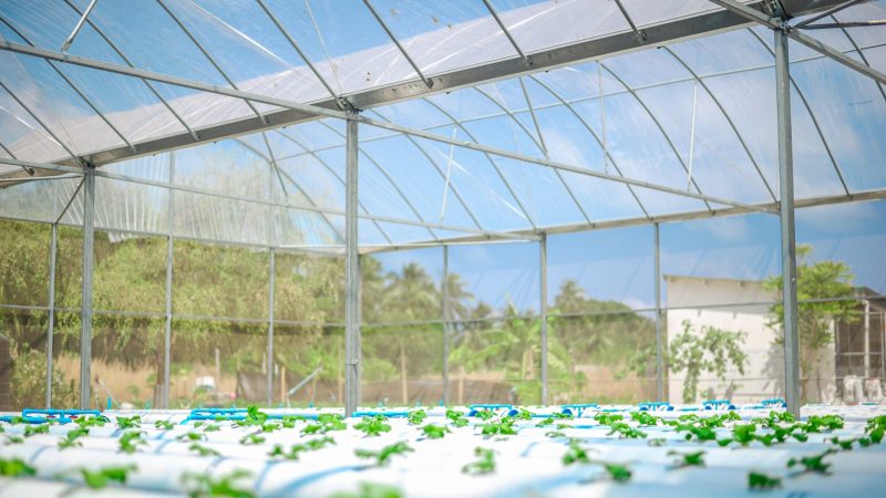 Greenhouse and Hydroponics project under BML’s Small Grant Fund completed in B. Kihaadhoo