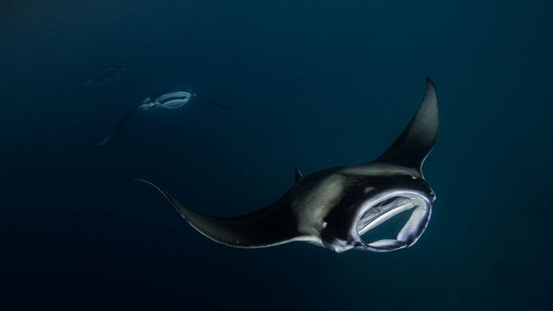 Maamakunudhoo Atoll becoming well-known around the world with large population of Manta Rays