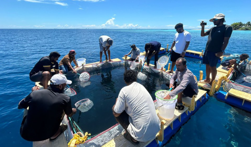 Five Mariculture Development Zones Designated Including Ha. Atoll