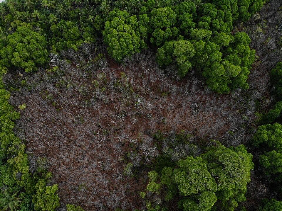 Vaikaradhoo Mangrove Forest Under Threat