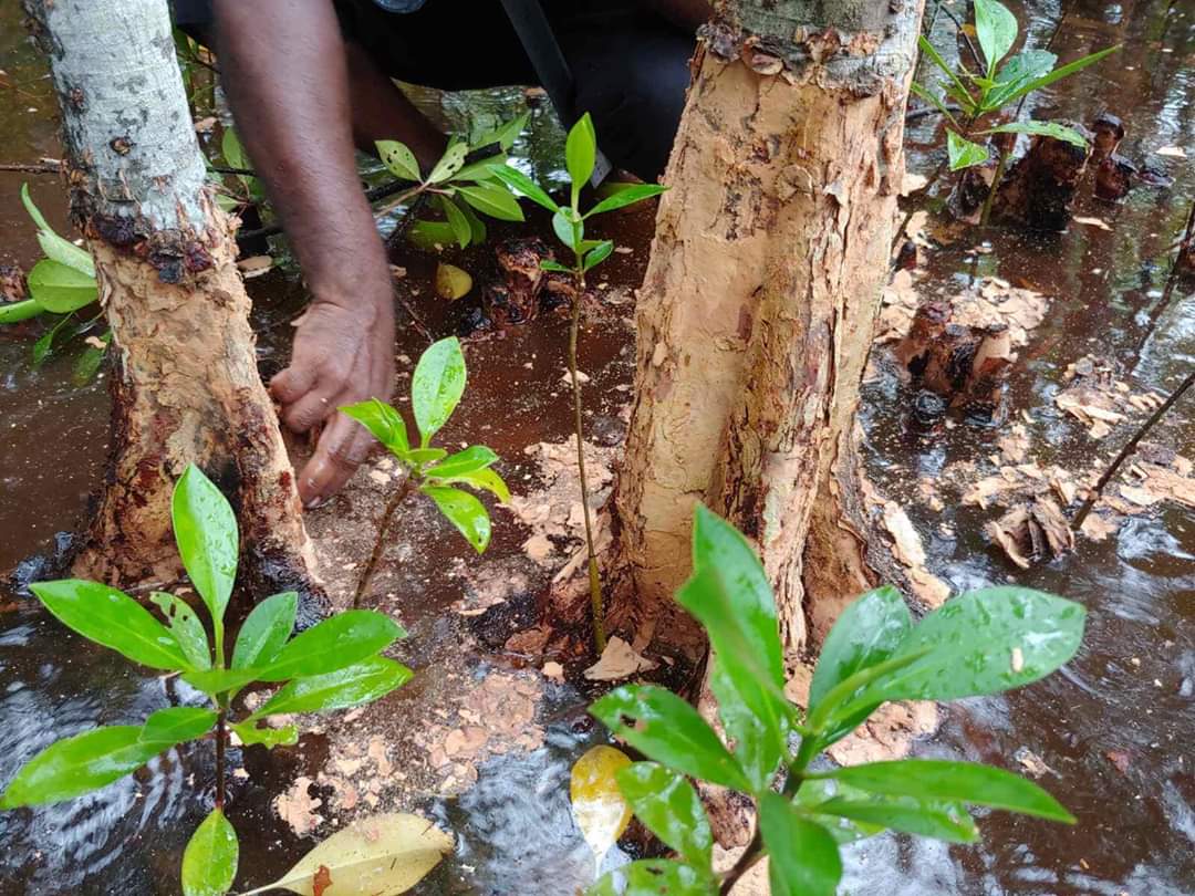 Field Investigations Commence to Determine Cause of the Dying Mangrove Forests