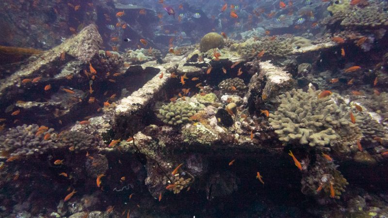 Ha. Atoll Council looking for a interested parties to conduct a diving course