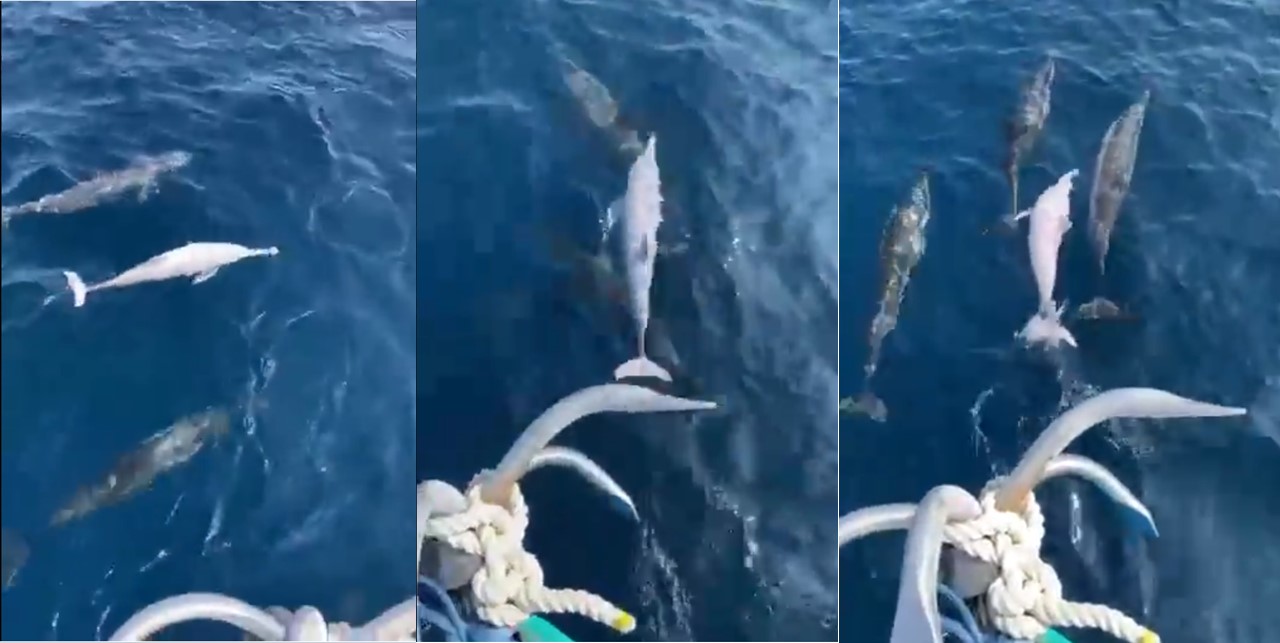 A rare type of dolphin found in H.Dh Atoll