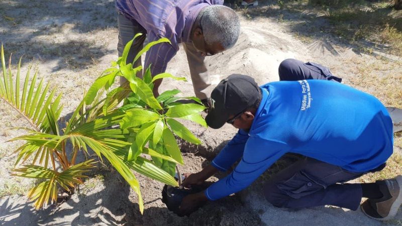 The program to set up mango farms in islands of the country began in Ha. Utheemu