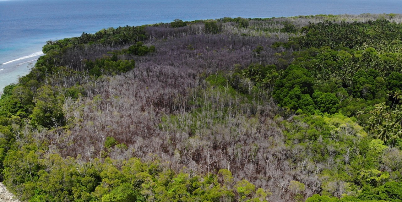 Neykurendhoo Mangrove Forest under threat!