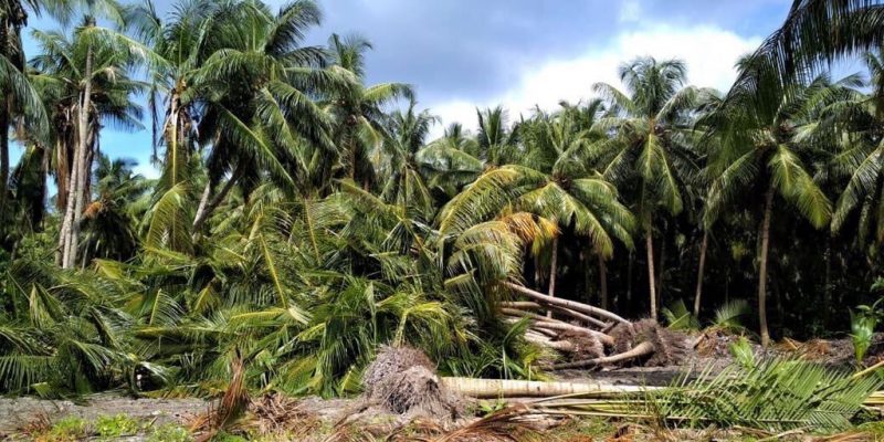 Baarashu Council Guilty of Deforestation - Fined by a Hefty Amount!