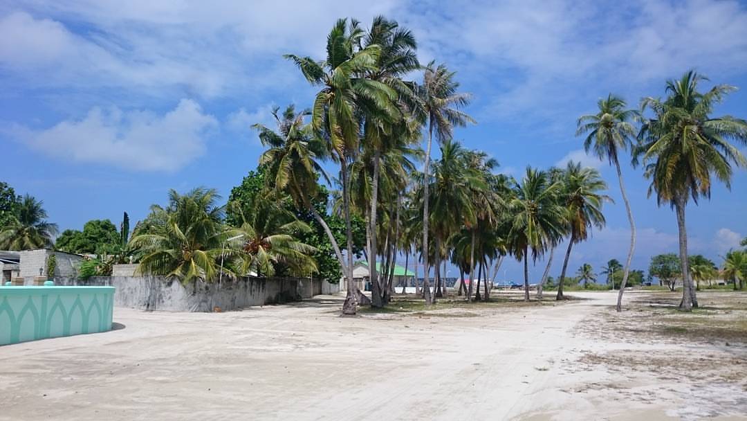 Unauthorized trees cutting leads Manadhoo council to pay 20 thousand as a fine